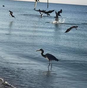 Meet your Posher, Carol